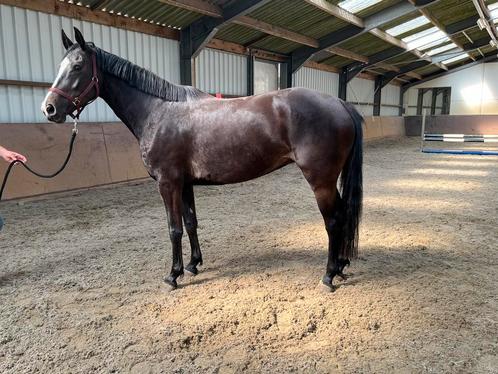 Top springpaard, Dieren en Toebehoren, Paarden, Merrie, Zadelmak, 165 tot 170 cm, 3 tot 6 jaar, Springpaard, Met stamboom, Gechipt