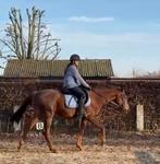 Ruin van 5 jaar en 1,55, Dieren en Toebehoren, Ruin