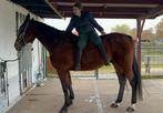 Lieve 10 jarige grote ruin VANDAAG OPHALEN, Dieren en Toebehoren, Paarden, Ruin, M