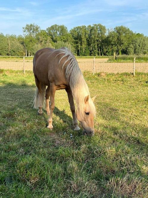 Lieve Portugese merrie – ideaal voor grondwerk en liberty, Dieren en Toebehoren, Paarden, Merrie, Niet van toepassing, 160 tot 165 cm