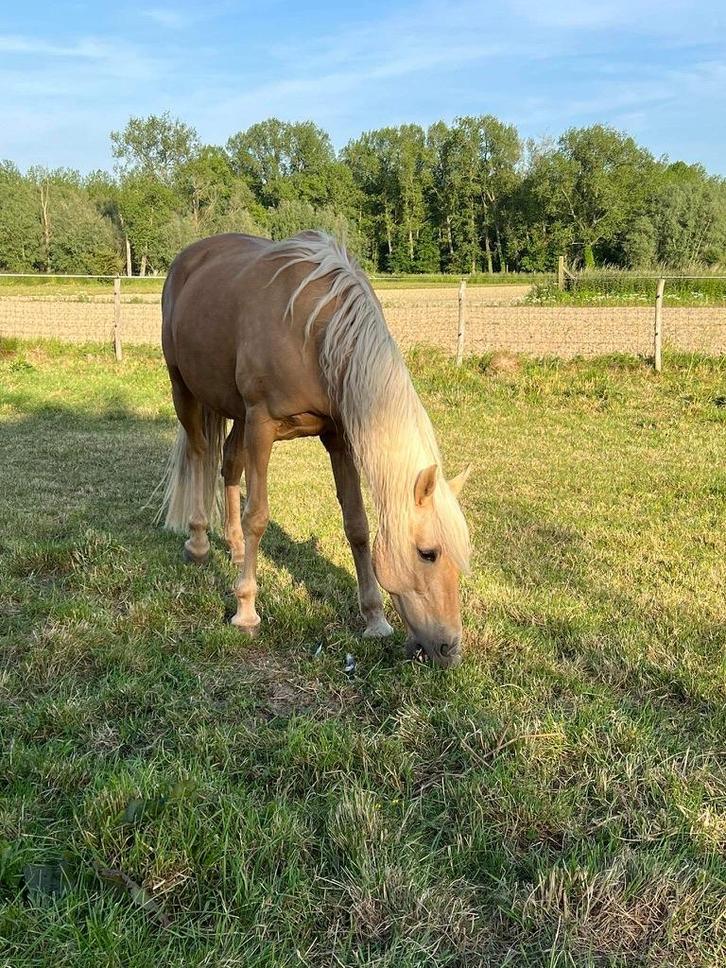 Lieve Portugese merrie – ideaal voor grondwerk en liberty, Dieren en Toebehoren, Paarden, Merrie, Niet van toepassing, 160 tot 165 cm