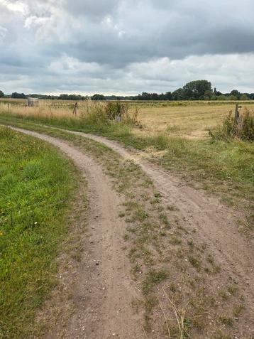 Weidegang 24/7 buiten op 6000m2 . beschikbaar voor biedingen
