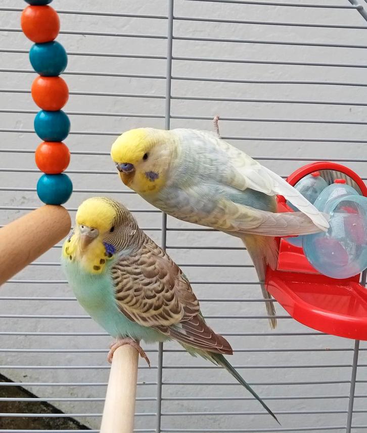 Paar parkieten met kooi +accessoires, Dieren en Toebehoren, Vogels | Parkieten en Papegaaien, Parkiet, Meerdere dieren