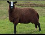 Très très grosse femelle zwartbles + de 80kg !!!, Animaux & Accessoires, Moutons, Chèvres & Cochons, Mouton, Femelle, 3 à 5 ans