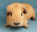 Jonge gladharige California cavia, Dieren en Toebehoren, Knaagdieren, Juli, Mannelijk, Cavia
