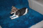 CHIOTS JACK RUSSELL, Animaux & Accessoires, Chiens | Jack Russell & Terriers, Hépatite contagieuse (maladie de Rubarth), Belgique
