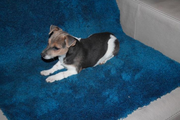 CHIOTS JACK RUSSELL, Animaux & Accessoires, Chiens | Jack Russell & Terriers, Jack Russel Terrier, Éleveur | Loisir, Plusieurs