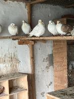 Bango Misiri 10 duiven 300 euro, Dieren en Toebehoren, Vogels | Duiven