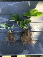Aardbeiplanten, Verzenden, Eenjarig, Fruitplanten, Halfschaduw