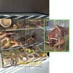 Schuifruiten Dwerghamster Terrarium van Glas, Dieren en Toebehoren, Knaagdieren en Konijnen | Hokken en Kooien, Nieuw, 60 tot 90 cm