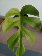 Rhaphidophora tetrasperma mint variegata (monstera minima), Huis en Inrichting, Kamerplanten, Overige soorten, In pot, Minder dan 100 cm