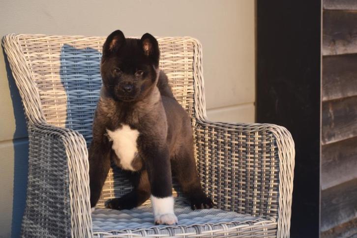 Chiots akita inu américains, Animaux & Accessoires, Chiens | Huskys, Loulous & Types primitifs, Chienne, Autres races, Éleveur | Professionnel