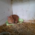 Oranje kleurdwerg  vrouwtje, Dieren en Toebehoren, Konijnen, Vrouwelijk, Dwerg, 0 tot 2 jaar