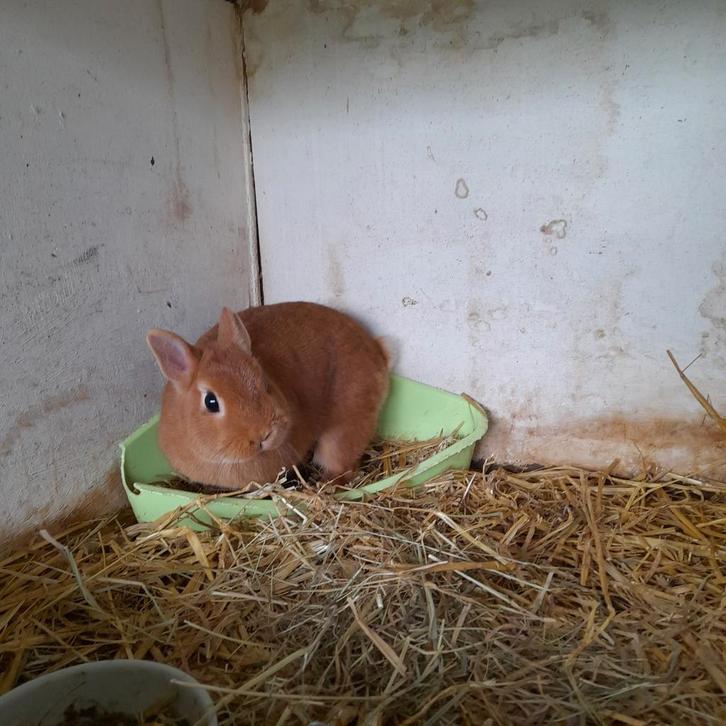 Oranje kleurdwerg  vrouwtje, Dieren en Toebehoren, Konijnen, Dwerg, Vrouwelijk, 0 tot 2 jaar