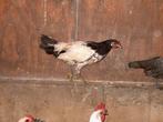 kippen, Dieren en Toebehoren, Pluimvee, Meerdere dieren, Kip