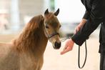 Jaarling Miniatuurpaarden, Hengst, Gechipt