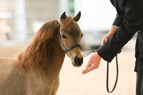 Jaarling Miniatuurpaarden, Dieren en Toebehoren, Paarden, Hengst, Gechipt, Ontwormd
