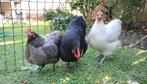 Australorp eieren en kuikens, Dieren en Toebehoren, Pluimvee