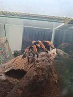 Tarantula's sub-adults/adults te koop, Animaux & Accessoires, Insectes & Araignées