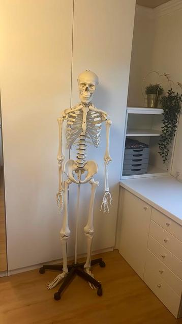 Anatomisch skelet beschikbaar voor biedingen