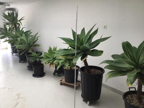 Partij Agave Attenuata ( groot en klein)=, Huis en Inrichting, Kamerplanten, Volle zon, In pot, Ophalen