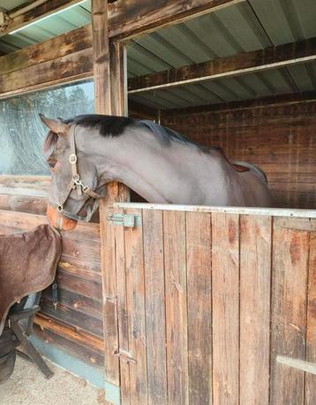 Professioneel scheren van paarden en pony's, Enlèvement