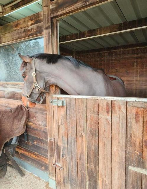 Professioneel scheren van paarden en pony's, Dieren en Toebehoren, Paarden en Pony's | Verzorgingsproducten, Ophalen