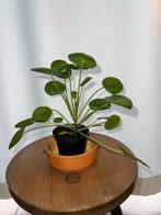 Plante à monnaie de Chine / Pilea peperomioides Diels, Enlèvement