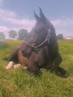 11-jarige ruin, Dieren en Toebehoren, Paarden, Springpaard, Gechipt, Ruin, 170 tot 175 cm