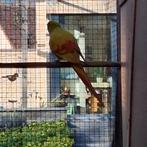 Bergparkieten, Dieren en Toebehoren, Vogels | Parkieten en Papegaaien, Meerdere dieren, Parkiet, Geringd