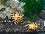 Hobbyaquarium Crystel Black garnalen, Dieren en Toebehoren, Vissen | Aquariumvissen, Kreeft, Krab of Garnaal, Zoetwatervis