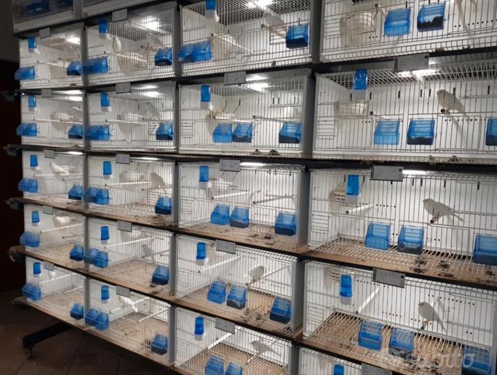 Terenziani CILEA 6040 draadkooien wand 28 stuks als nieuw, Dieren en Toebehoren, Vogels | Hokken en Kooien, Zo goed als nieuw