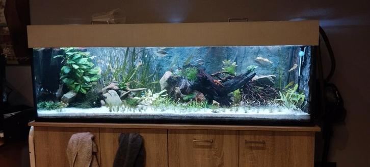 Aquarium met kast, Animaux & Accessoires, Poissons | Aquariums & Accessoires, Utilisé, Aquarium d'eau douce rempli, Enlèvement