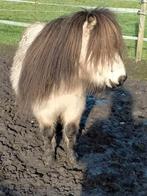 shetland pony, Dieren en Toebehoren, Hengst, A pony (tot 1.17m), 11 jaar of ouder, Gechipt