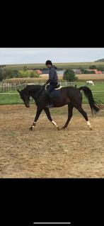 Paard te koop Holsteiner, Animaux & Accessoires, Chevaux, 11 ans ou plus, Hongre, M, Vermifugé