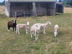 Easy care schapen rammen bokken, Dieren en Toebehoren, Mannelijk, Schaap, 0 tot 2 jaar