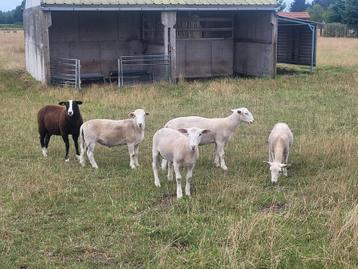 Easy care schapen rammen bokken  beschikbaar voor biedingen