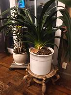 Grand Plante intérieur St Joseph, Ophalen