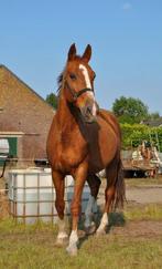 Super lieve vosmerrie, Dieren en Toebehoren, Merrie, Recreatiepaard, Ingeënt, 11 jaar of ouder