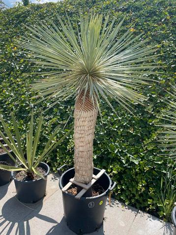Yucca Rostrata (3) beschikbaar voor biedingen