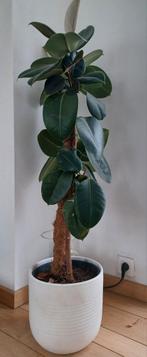 ficus elastica 120 cm, Huis en Inrichting, Kamerplanten, Ophalen, Ficus, 100 tot 150 cm, Halfschaduw