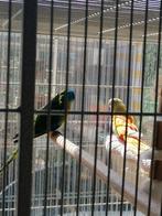 Turquoisine, Dieren en Toebehoren, Vogels | Parkieten en Papegaaien, Parkiet