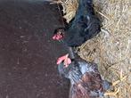 Kip en haan, Dieren en Toebehoren, Pluimvee, Kip