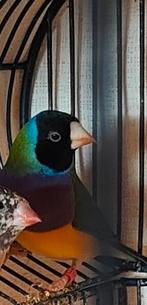 Gouldamadines, Dieren en Toebehoren, Vogels | Overige Vogels
