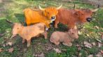 Hooglanders , verschillende modellen, Ophalen of Verzenden, Nieuw, Kunststof, Dierenbeeld