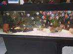 aquarium te koop met 80 maanvissen mix en andere vissen, Dieren en Toebehoren, Vis, Zoetwatervis