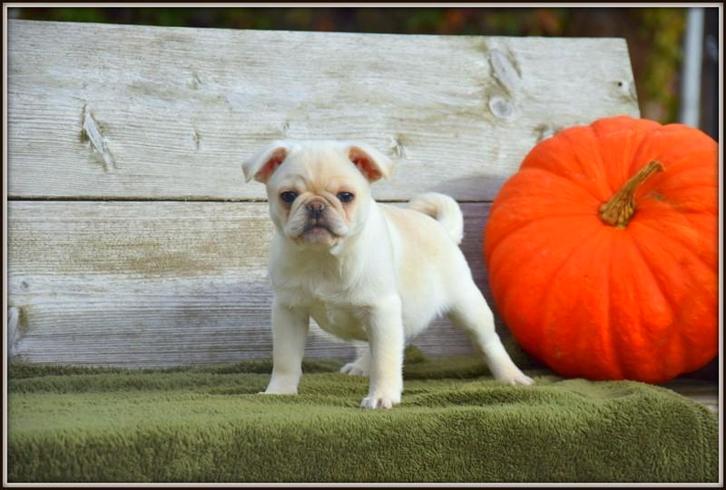 Prachtig crème kleurig Mops pupje, Dieren en Toebehoren, Honden | Bulldogs, Pinschers en Molossers, Meerdere dieren, Overige rassen