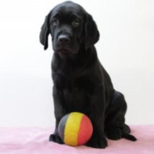 Labrador (teefjes) Zwart & Chocolat - pups te koop, Dieren en Toebehoren, Honden | Retrievers, Spaniëls en Waterhonden, Teef, Labrador retriever