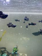 Baby zwarte mollys, Dieren en Toebehoren, Zoetwatervis