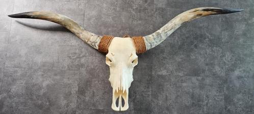 Grote long horn skull schedel wand decoratie waterbuffel, Verzamelen, Dierenverzamelingen, Gebruikt, Schedel, Overige soorten